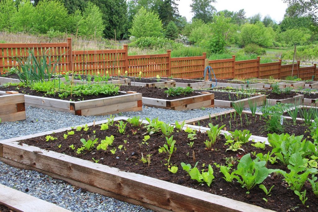 Edible Landscaping: What Are the Benefits - Boots On the Ro