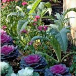 Edible landscaping: a growing id