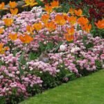 Low Maintenance Flower Bed Ideas to Enhance Your Landsca