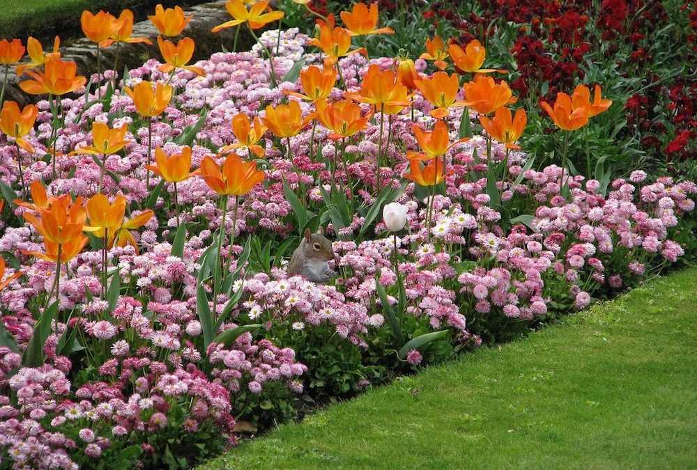 Low Maintenance Flower Bed Ideas to Enhance Your Landsca