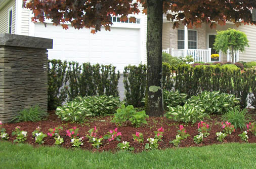 Planting Under Trees | Nebraska Extension in Lancaster Coun