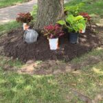 Creative Landscaping Ideas Around Tree Roots - The Honeycomb Ho