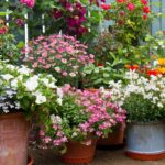 Keep Your Summer Container Garden Thriving | Planter's Library .