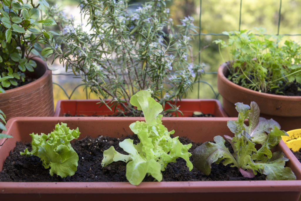 Container Gardening Is for Everyone | NC State Extensi