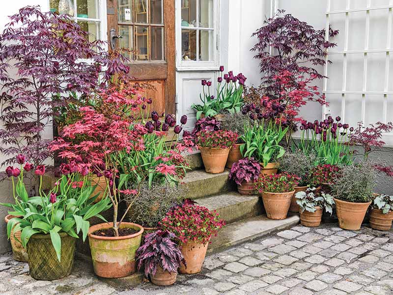 Our Guide to Cottage-Style Container Gardens - Cottage Journ