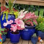 How to grow a container garden on your porch, patio or balco