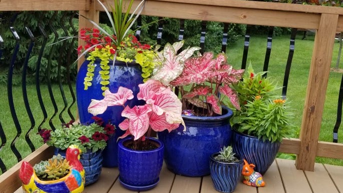 How to grow a container garden on your porch, patio or balco