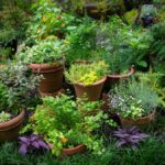 Creating Herb Gardens with Containers – Merrifield Garden Cent