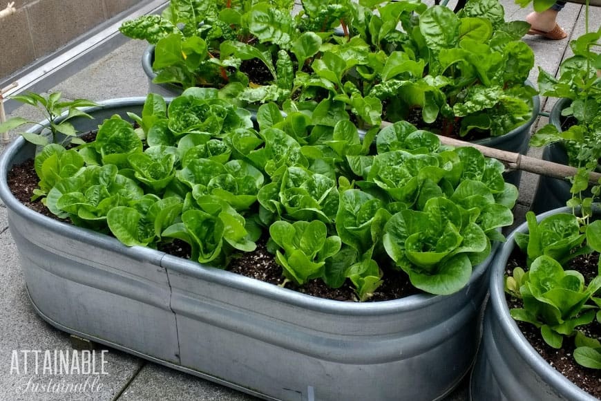 Container Vegetable Gardening for Beginners - Attainable Sustainab