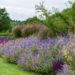 How to plan a border / RHS Gardeni