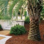 Top Uses of Palm Trees in Garden Design | Garden Desi