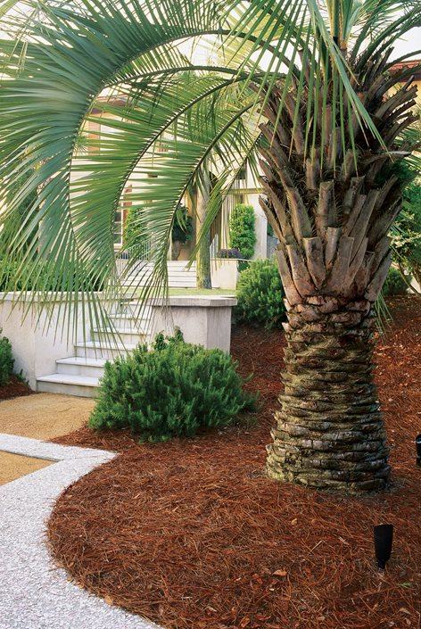 Top Uses of Palm Trees in Garden Design | Garden Desi