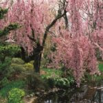 Flowering Cherry Trees: Grow an Ornamental Cherry Blossom Tree .