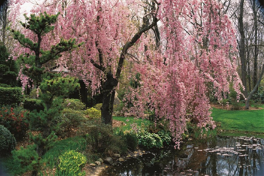 Flowering Cherry Trees: Grow an Ornamental Cherry Blossom Tree .