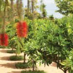 Harmony House, Photo Gallery | Garden Design | Citrus tree garden .