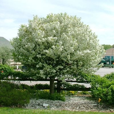 Garden Trees: Find the Perfect Tree for Your Home Garden | Garden .