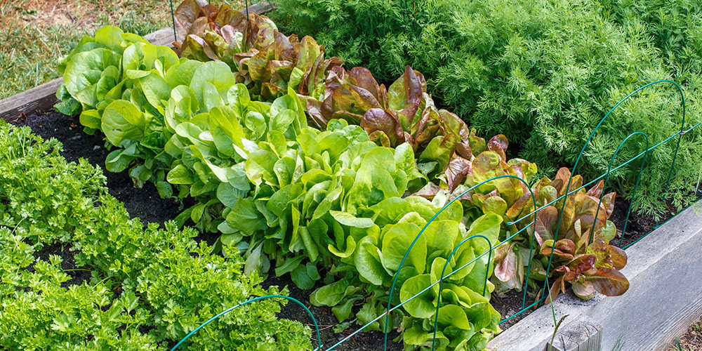 How to Design the Perfect Vegetable Garden Layout | Plant Perfe