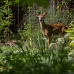 The Importance of Garden Fencing - Jobe's Compa