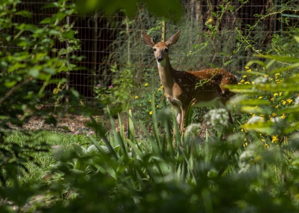 The Importance of Garden Fencing - Jobe's Compa