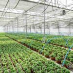 What to Know About Having a Greenhouse | EcoME