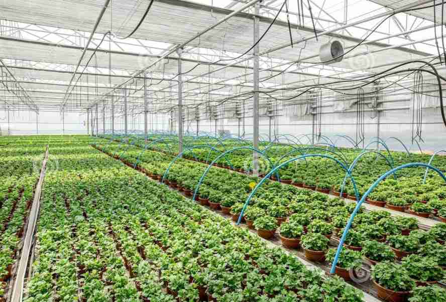 What to Know About Having a Greenhouse | EcoME