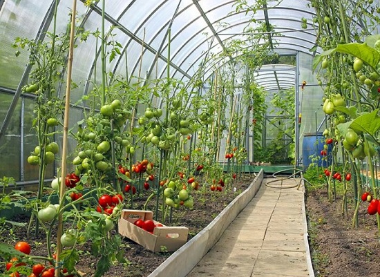 5 Considerations for Year-Round Greenhouse Growing – Mother Earth Ne