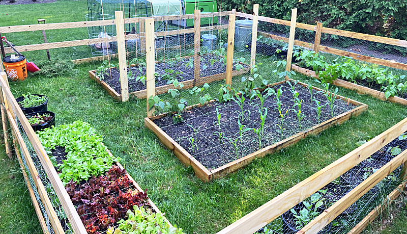 Vegetable Garden Ideas and Inspirati