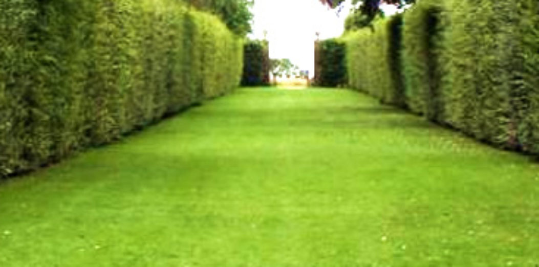 How to cope with long narrow garden - ideas from ALDA LAndscap