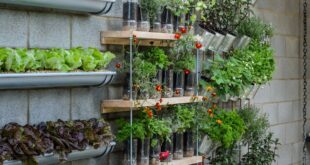 25 Budget Garden Ideas | BBC Gardeners World Magazi