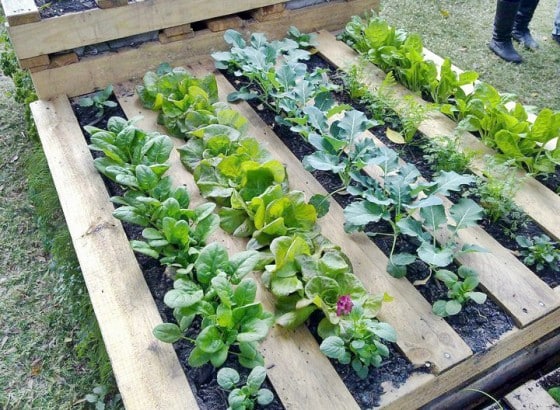 How to Make a Wood Pallet Garden - New Engla