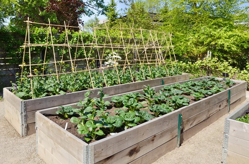 Outdoor Planter Boxes | Patio Garden in Raised Garden Box