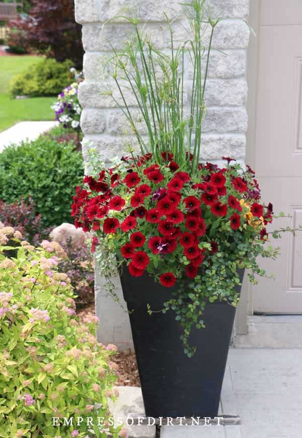 Front Yard Planter Ideas for Colorful Container Plan