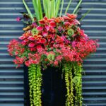 Beautiful Container Garden with Red Flowe