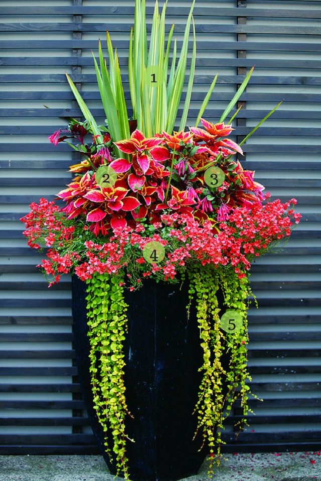 Beautiful Container Garden with Red Flowe