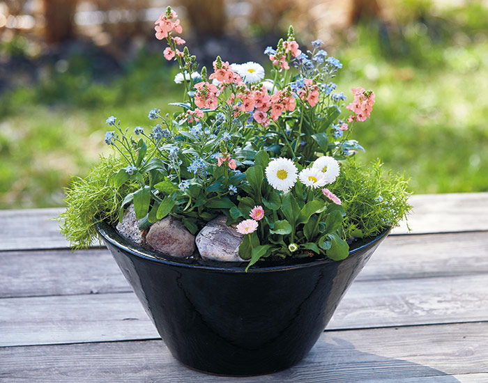 Tabletop Planter Ideas | Garden Ga