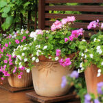 A How-To Guide: Prepping Your Pots for Spring Planting | Plant Perfe