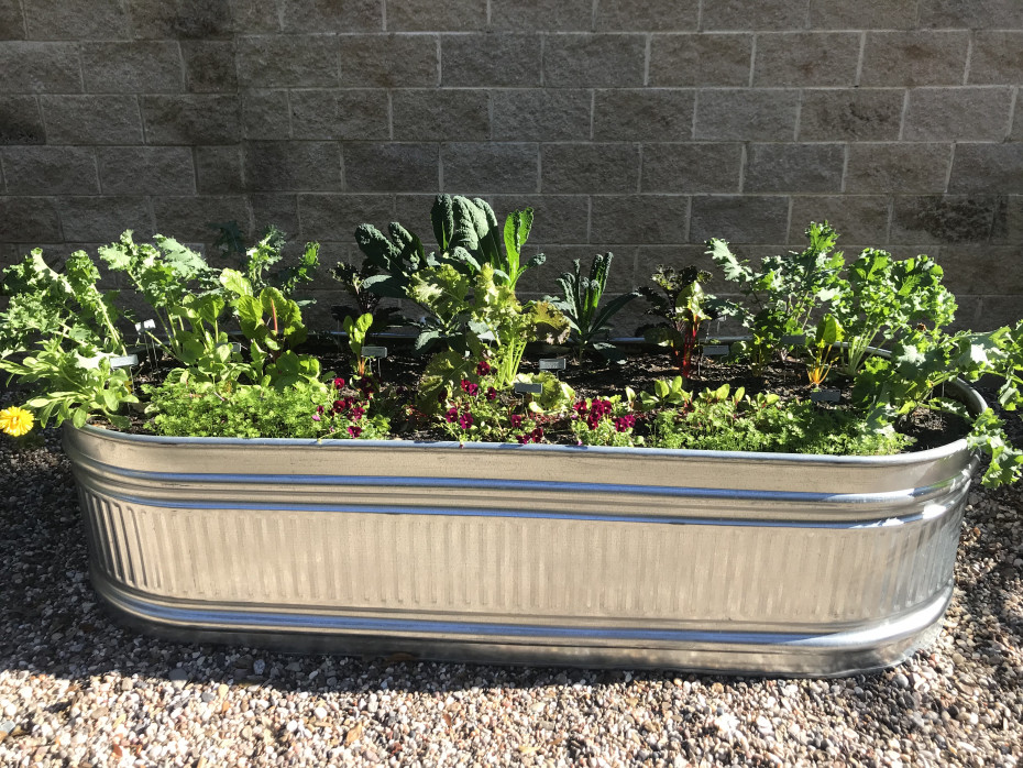 Creative Ways to Use Cattle Troughs in the Garden • Gardena