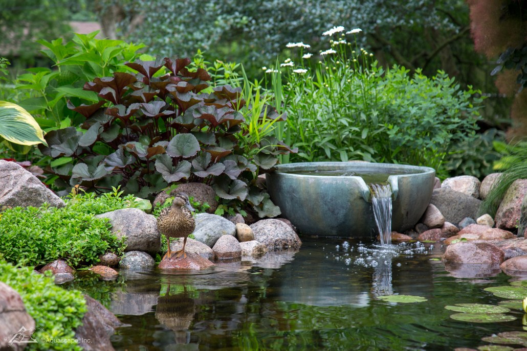 Benefits of Having a Garden Pond - Aquascap