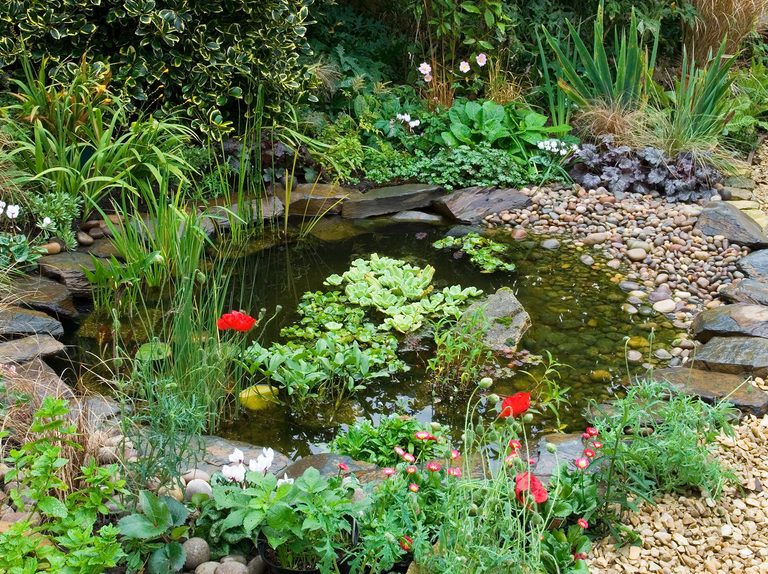 Three Ways to Improve Your Pond | BBC Gardeners World Magazi