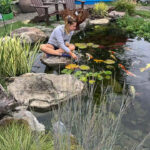 How to Care for Pond Fish - The Ultimate Guide - Splash Supply Compa