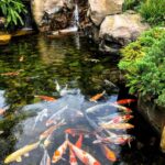 Trending Garden Ponds Design Ideas | Garden pond design, Fish pond .