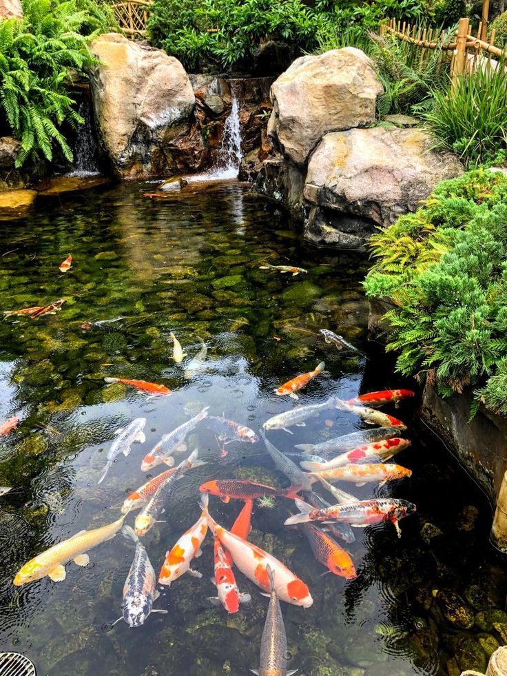 Trending Garden Ponds Design Ideas | Garden pond design, Fish pond .