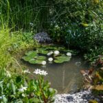 Best Pond Plants | BBC Gardeners World Magazi