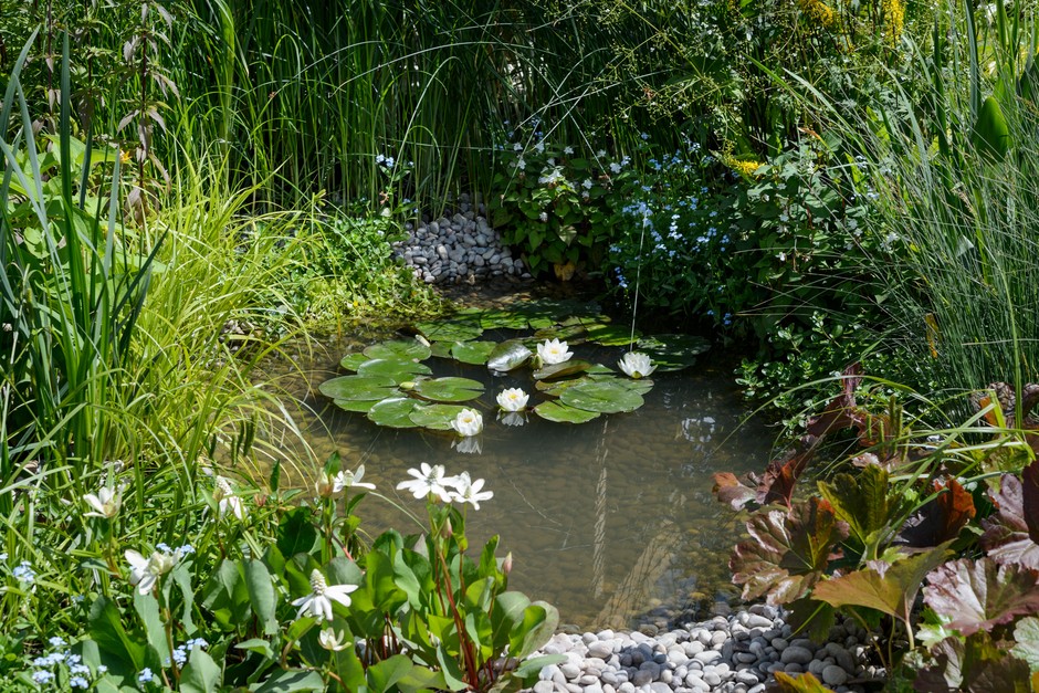 Best Pond Plants | BBC Gardeners World Magazi