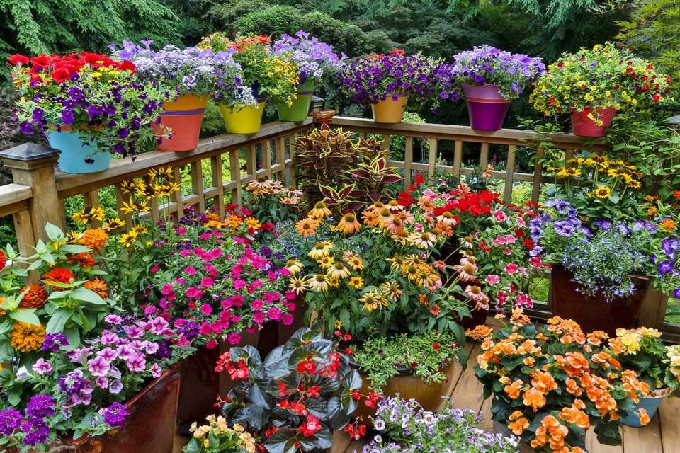 Dreaming of Gardening – Container Gardening Ideas — Harve