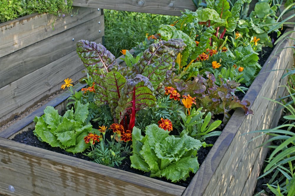 Planting Guide for Home Gardening in Alabama - Alabama Cooperative .