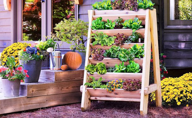 Know Some Easy Urban Home Gardening Ti