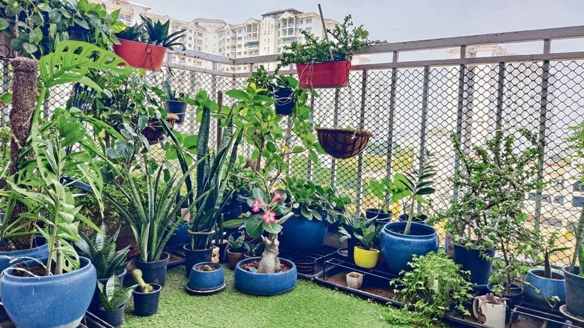 Exploring the lush green world of urban India's home gardeners .