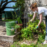 Home gardening blooms around the world during coronavirus .