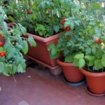 6 Trends Shaping the Home Vegetable Garden Market - Greenhouse Grow